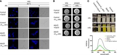 Functional Portrait of Irf1 (Orf19.217), a Regulator of Morphogenesis and Iron Homeostasis in Candida albicans